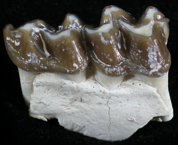 Oligocene Horse (Mesohippus) Jaw Section #25048